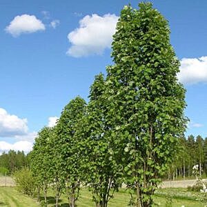PYRAMIDAL MOUNTAIN ASH (SORBUS AUCUPARIA FASTIGIATA)
