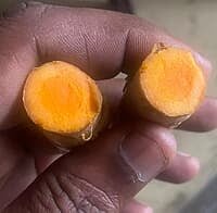 Virali Manjal Turmeric Seed
