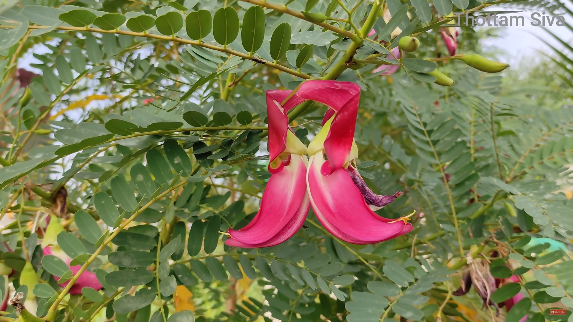 Humming Bird Tree Leaves (சிகப்பு அகத்திகீரை )