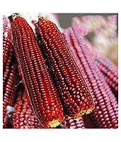 RED MAIZE NATIVE CORN  MAKKA SOLAM ( மக்காசோளம்-சிகப்பு)