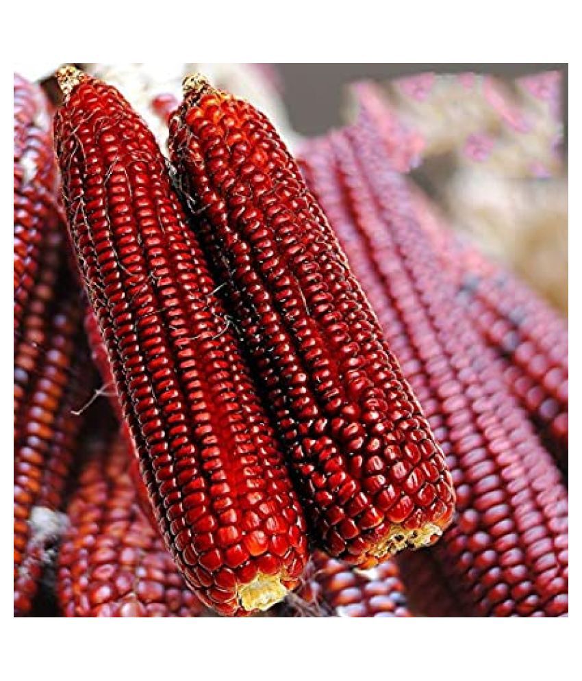 RED MAIZE NATIVE CORN MAKKA SOLAM ( மக்காசோளம்-சிகப்பு)