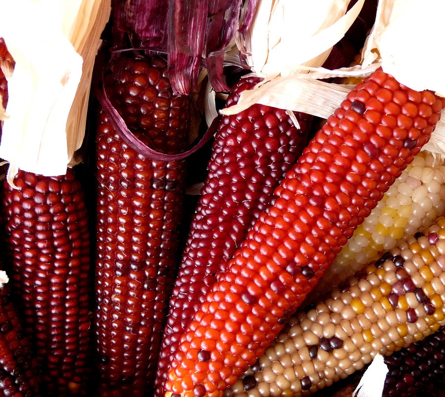 RED MAIZE NATIVE CORN MAKKA SOLAM ( மக்காசோளம்-சிகப்பு)