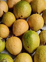 Guava Seeds Red Color