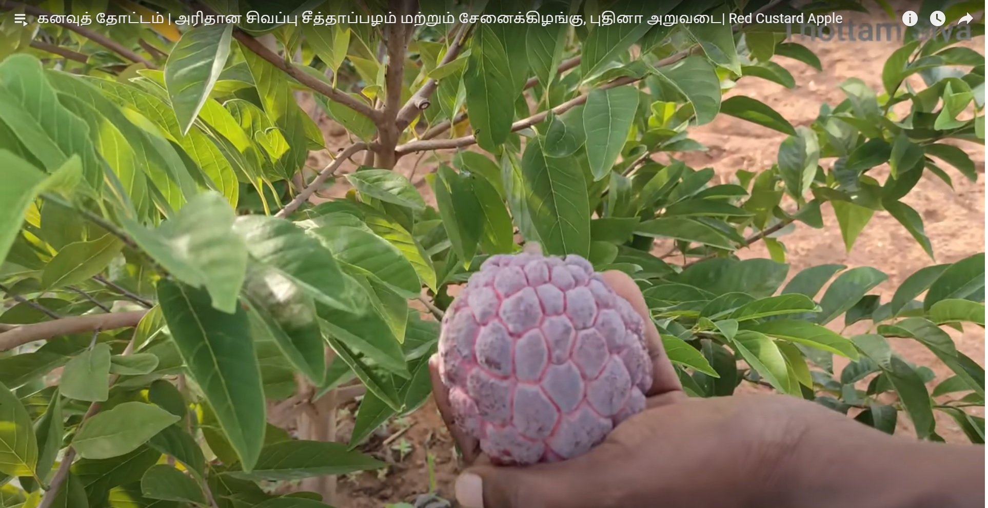 red custard apple ( சிகப்பு சீதா )