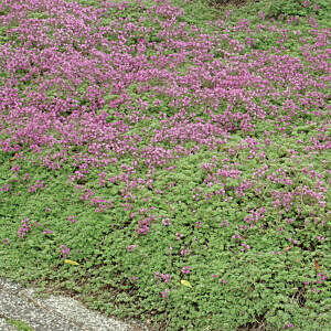 RED CREEPING THYME (THYMUS PRAECOX 'COCCINEUS')