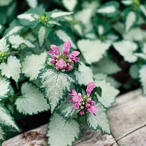 RED NANCY LAMIUM (LAMIUM MACULATUM 'RED NANCY')