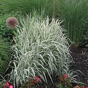 RIBBON GRASS (PHALARIS ARUNDINACEA 'PICTA')