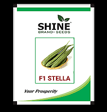 Ridge Gourd Stella- Shine Brand Seeds