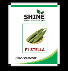 Ridge Gourd Stella- Shine Brand Seeds