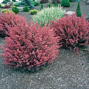 ROSE GLOW BARBERRY (BERBERIS THUNBERGII ROSE GLOW)