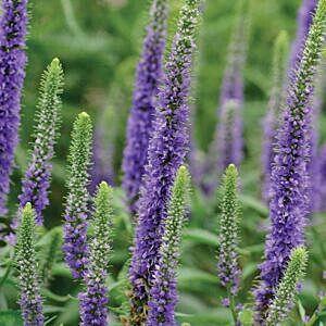 ROYAL CANDLES SPEEDWELL (VERONICA SPICATA 'ROYAL CANDLES')