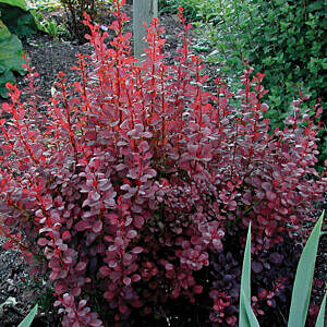RUBY CAROUSEL BARBERRY (BERBERIS THUNBERGII 'BAILONE') RUBY CAROUSEL BARBERRY (BERBERIS THUNBERGII 'BAILONE')