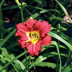 RUBY STELLA DAYLILY (HEMEROCALLIS 'RUBY STELLA') RUBY STELLA DAYLILY (HEMEROCALLIS 'RUBY STELLA')