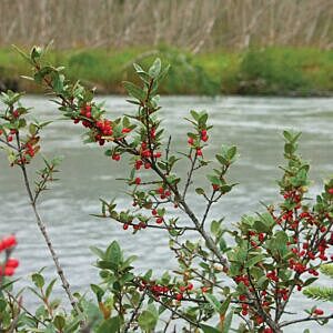 RUSSET BUFFALOBERRY (SHEPHERDIA CANADENSIS)
