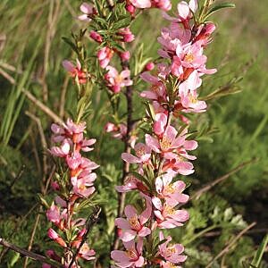 RUSSIAN ALMOND (PRUNUS TENELLA)