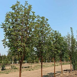 RUSSIAN MOUNTAIN ASH (SORBUS AUCUPARIA 'ROSSICA')
