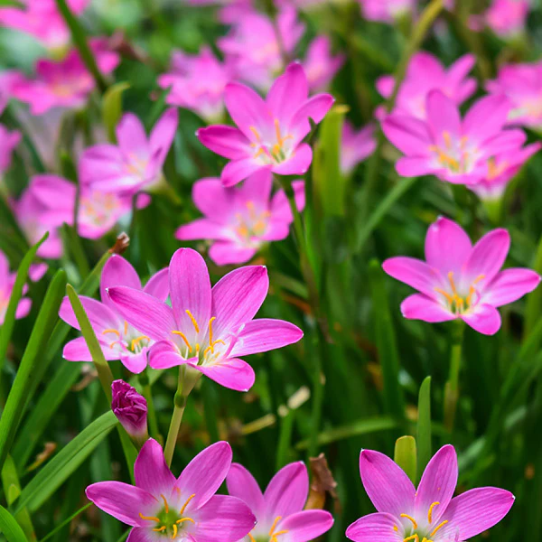 ரெயின் லில்லி|rain lily