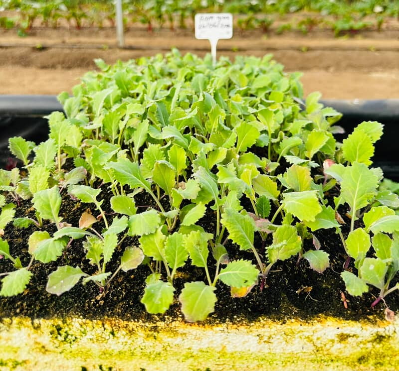 Rape Greens Seedlings