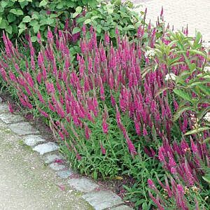 RED FOX SPIKE SPEEDWELL (VERONICA SPICATA 'RED FOX')