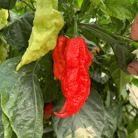 Red Jays Ghost Scorpion Chili Pepper Dried Whole Pods