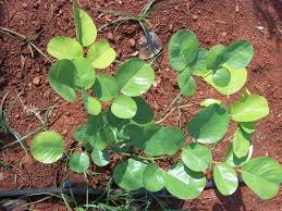 Semmaram | Rose Wood (செம்மரம்)