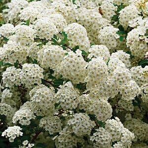 RENAISSANCE / BRIDAL WREATH SPIREA (SPIRAEA VANHOUTTEI 'RENAISSANCE')
