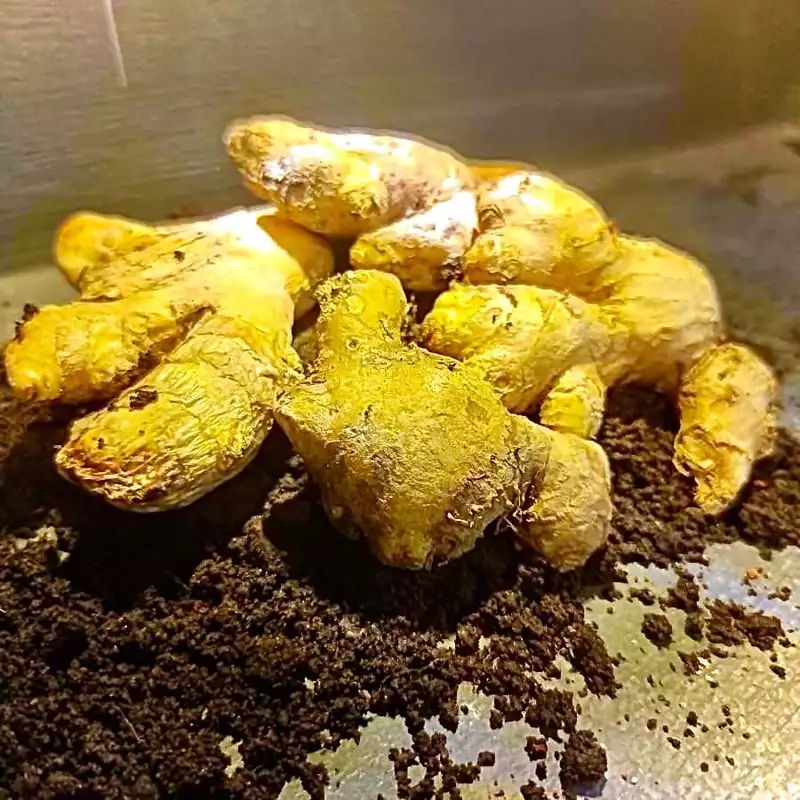 Premium Ginger Rhizomes (Seed Stock) Premium Ginger Rhizomes (Seed Stock)