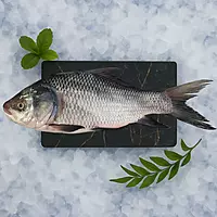 Catla/ಕಾಟ್ಲಾ