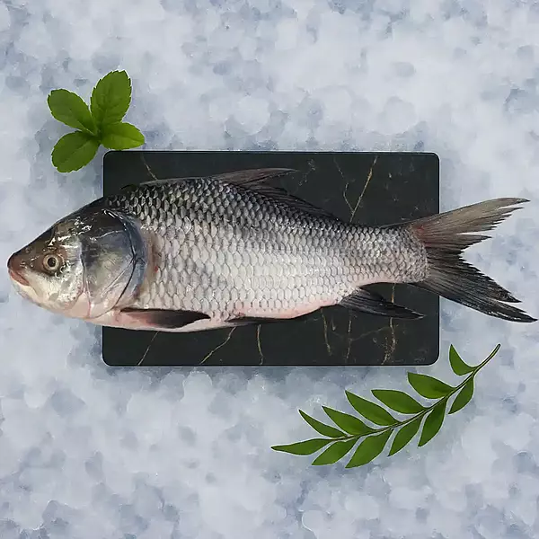 Catla/ಕಾಟ್ಲಾ