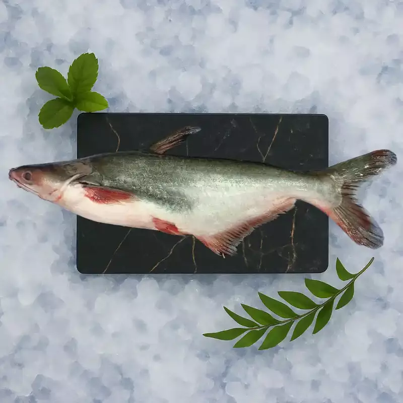 Indian Basa/ಬಾಸಾ