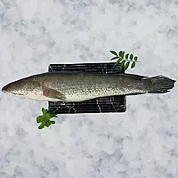 Murrel / Koramean/ಮೂರಲ್ ಕಳ್ಳಿ