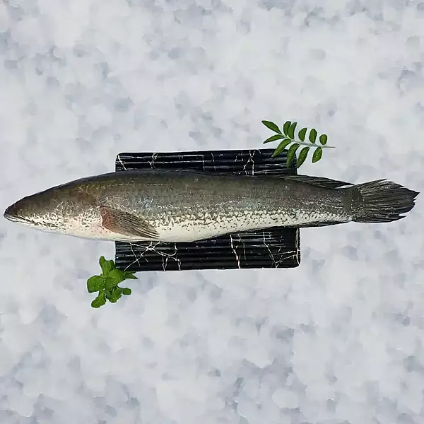 Murrel / Koramean/ಮೂರಲ್ ಕಳ್ಳಿ