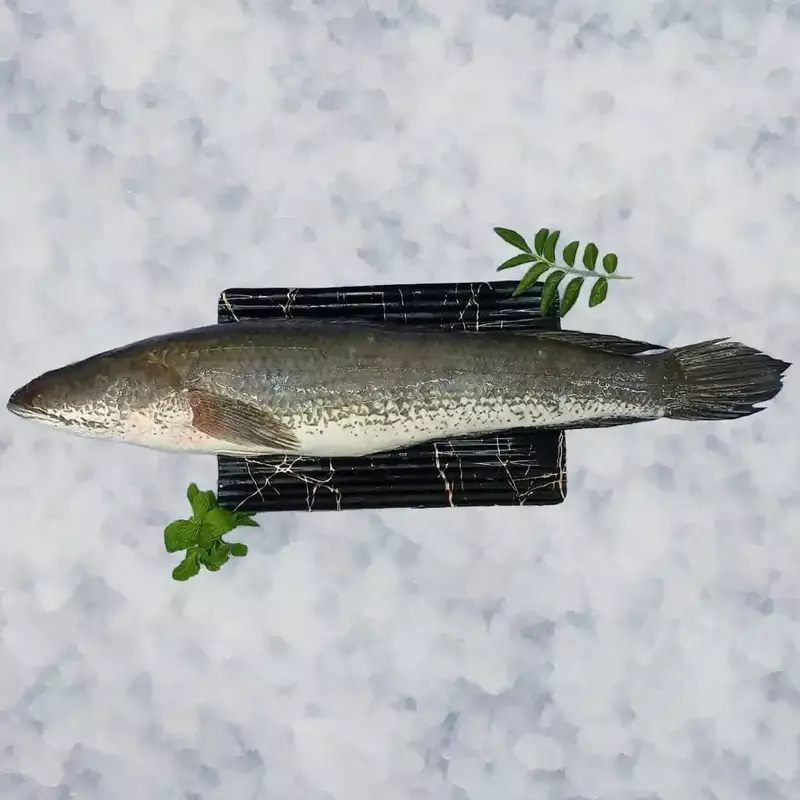 Murrel / Koramean/ಮೂರಲ್ ಕಳ್ಳಿ