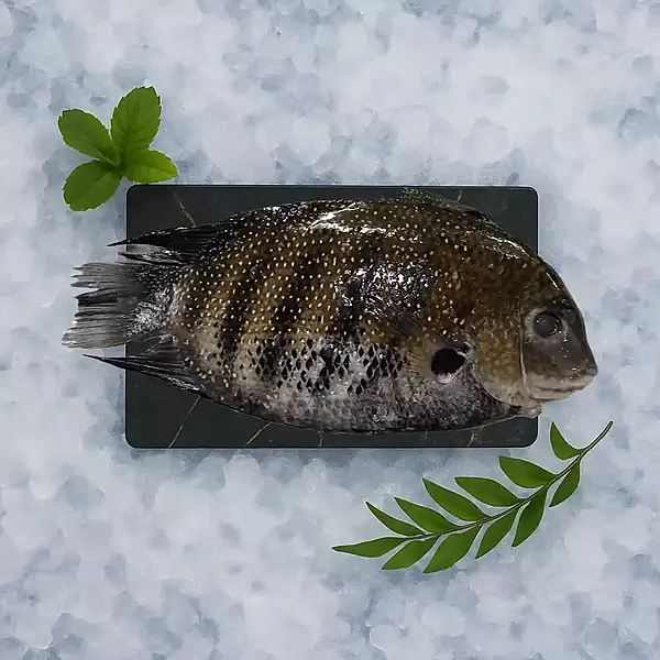 Pearl Spot / Karimeen