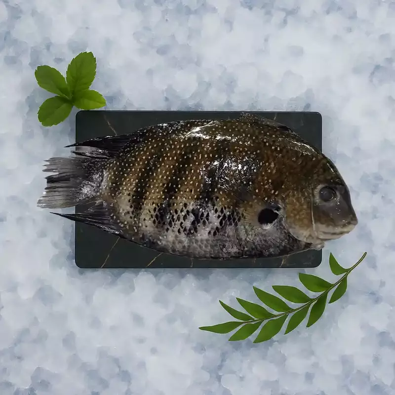 Pearl Spot / Karimeen