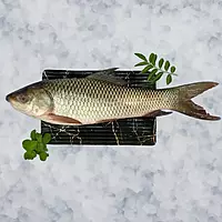 Rohu/Rui/Dumra/Gandi/ರೋಹು