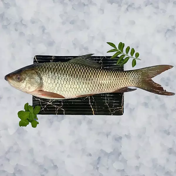 Rohu/Rui/Dumra/Gandi/ರೋಹು