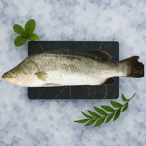 Sea Bass / Bekti/ಬೆಕ್ಕಿ