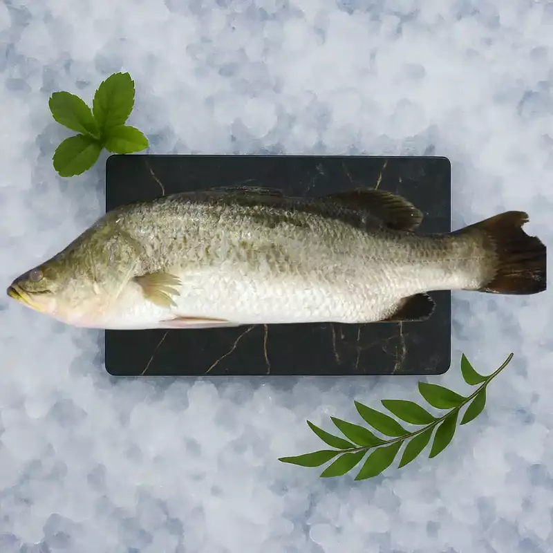 Sea Bass / Bekti/ಬೆಕ್ಕಿ