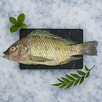 Tilapia/ತಿಲಾಪಿಯಾ
