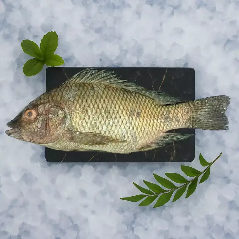 Tilapia/ತಿಲಾಪಿಯಾ