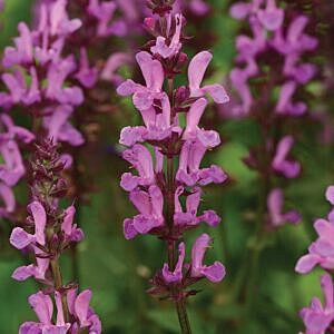 ROSE MARVEL SAGE (SALVIA 'ROSE MARVEL') ROSE MARVEL SAGE (SALVIA 'ROSE MARVEL')
