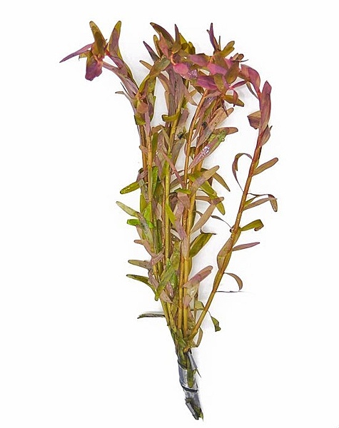 Rotala "Orange Juice" Bunch