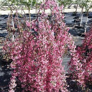 ROYAL BEAUTY WEEPING CRAB (MALUS X ADSTRINGENS 'ROYAL BEAUTY')