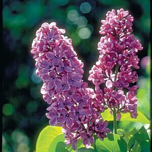 ROYALTY PRESTON LATE LILAC (SYRINGA PRESTONIAE 'ROYALTY')