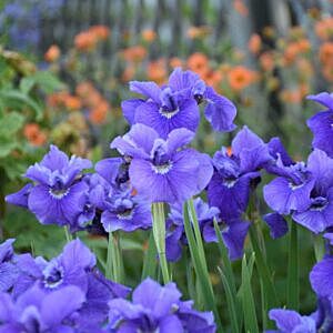 RUFFLED VELVET SIBERIAN IRIS (IRIS SIBIRICA 'RUFFLED VELVET')
