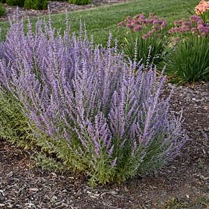 RUSSIAN SAGE (PEROVSKIA ATRIPLICIFOLIA) RUSSIAN SAGE (PEROVSKIA ATRIPLICIFOLIA)