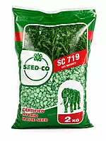 WHITE MAIZE SEEDCO SC719