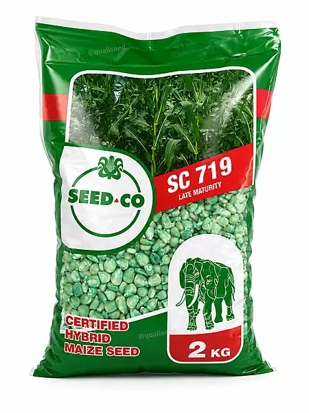 WHITE MAIZE SEEDCO SC719