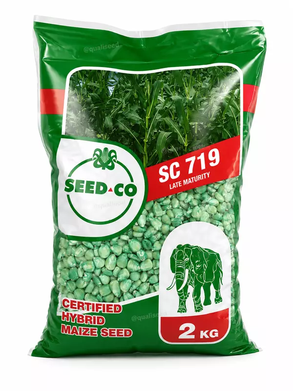 WHITE MAIZE SEEDCO SC719